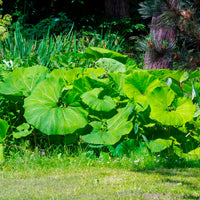 Petasites hybridus - Hoefblad - Vaste planten