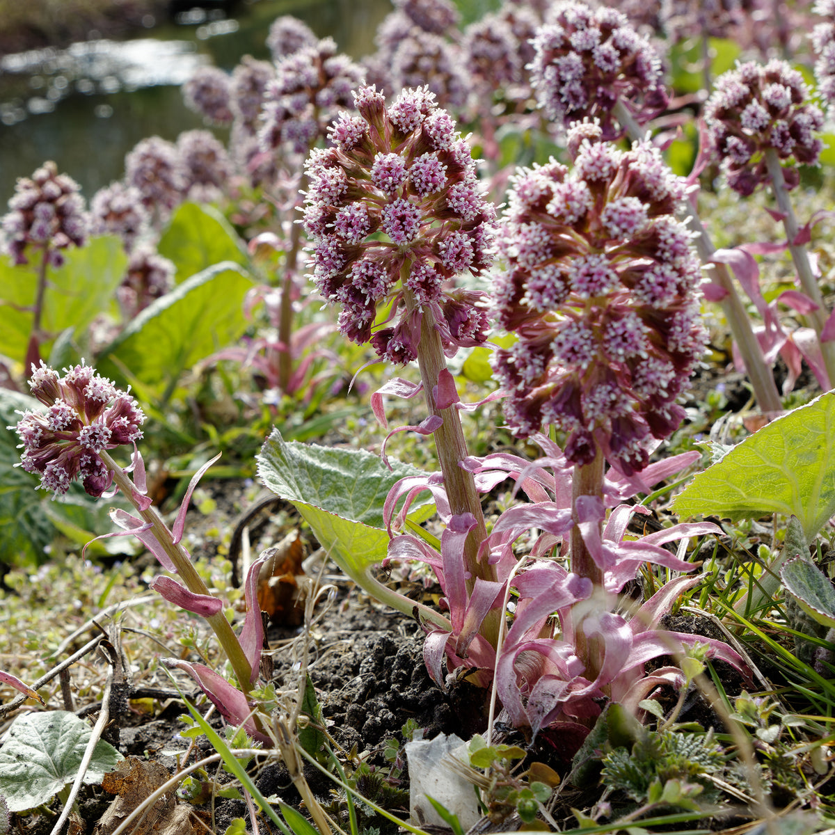 Hoefblad - Petasites hybridus - Bakker