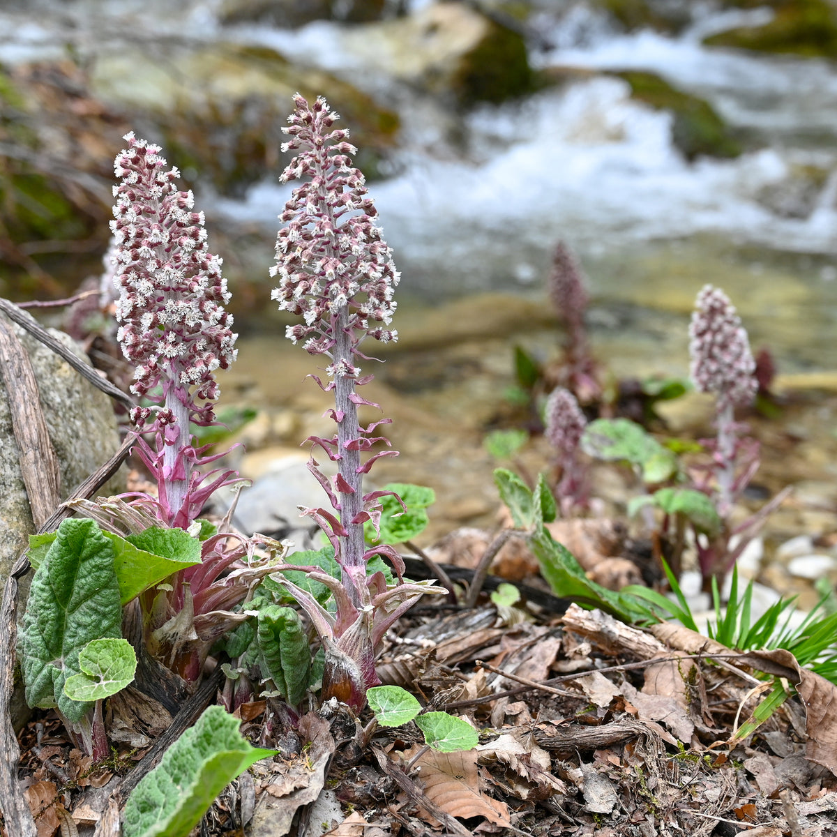 Vaste planten - Hoefblad - Petasites hybridus