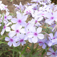 Phlox divaricata chattahoochee - Vlambloem 'Chattahoochee' - Phlox