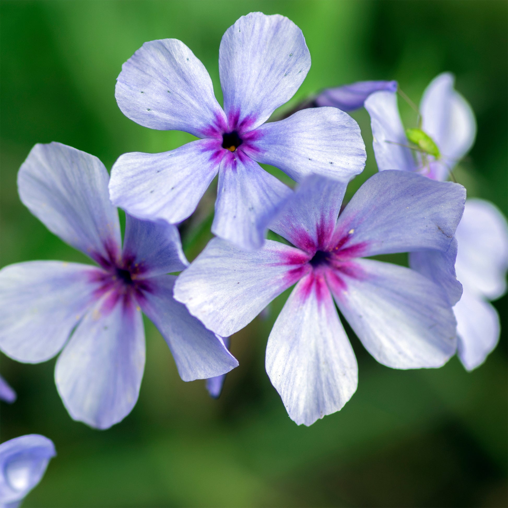 Phlox - Vlambloem 'Chattahoochee' - Phlox divaricata chattahoochee