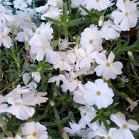 Dwergphlox 'White Admiral' - Bakker
