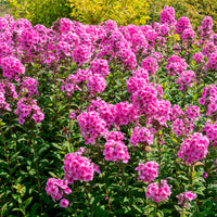Vlambloem 'Eva Cullum' - Phlox paniculata Eva Cullum - Bakker