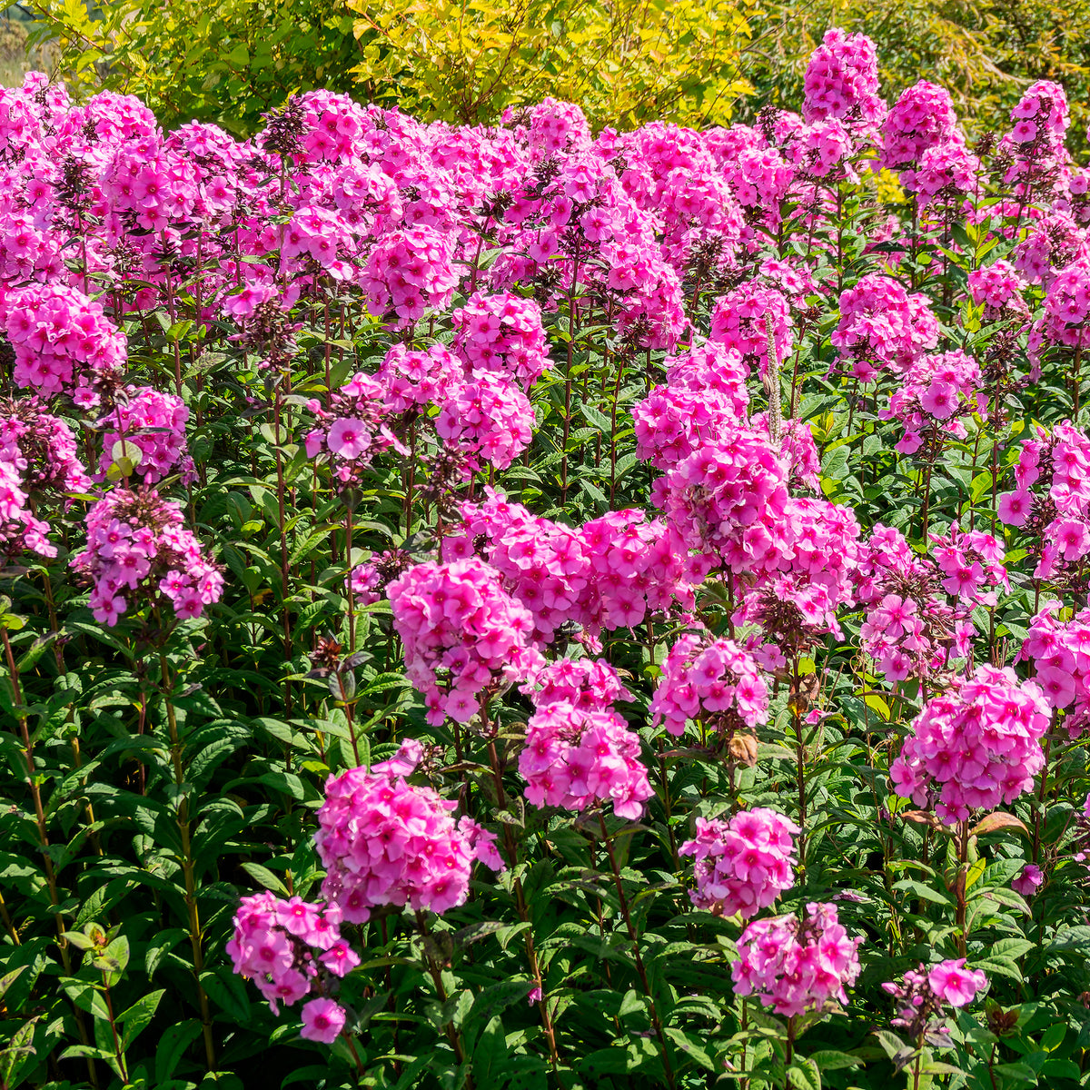 Vlambloem 'Eva Cullum' - Phlox paniculata Eva Cullum - Bakker
