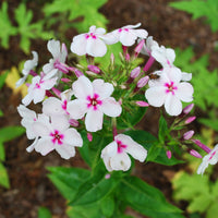 Phlox paniculata Europa - Vlambloem Europa - Phlox