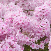 Vlambloem Rosa Pastel - Phlox paniculata Rosa Pastell - Bakker
