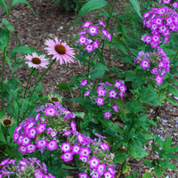 Vlambloem Uspech - Phlox paniculata Uspech - Bakker