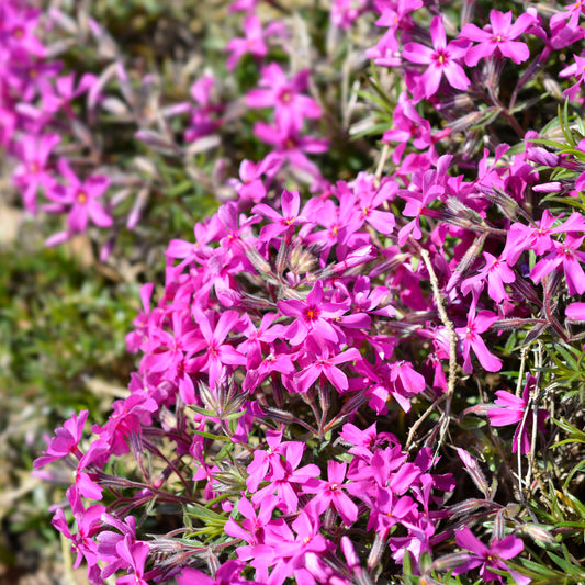 Vlambloem 'Atropurpurea' (x3)