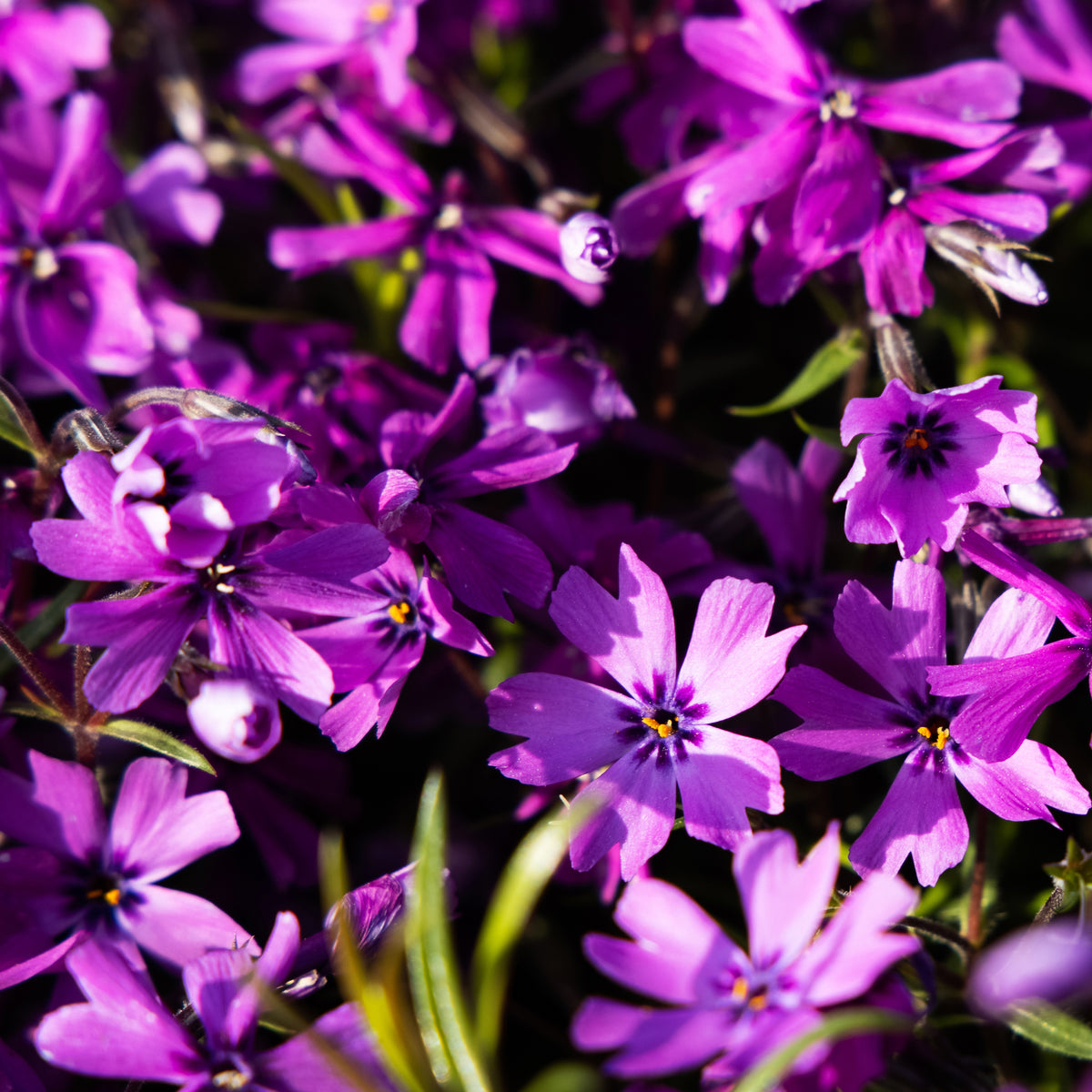 Vlambloem 'Atropurpurea' - Phlox subulata Atropurpurea - Bakker