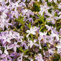 Vlambloem 'G.F. Wilson' - Bakker