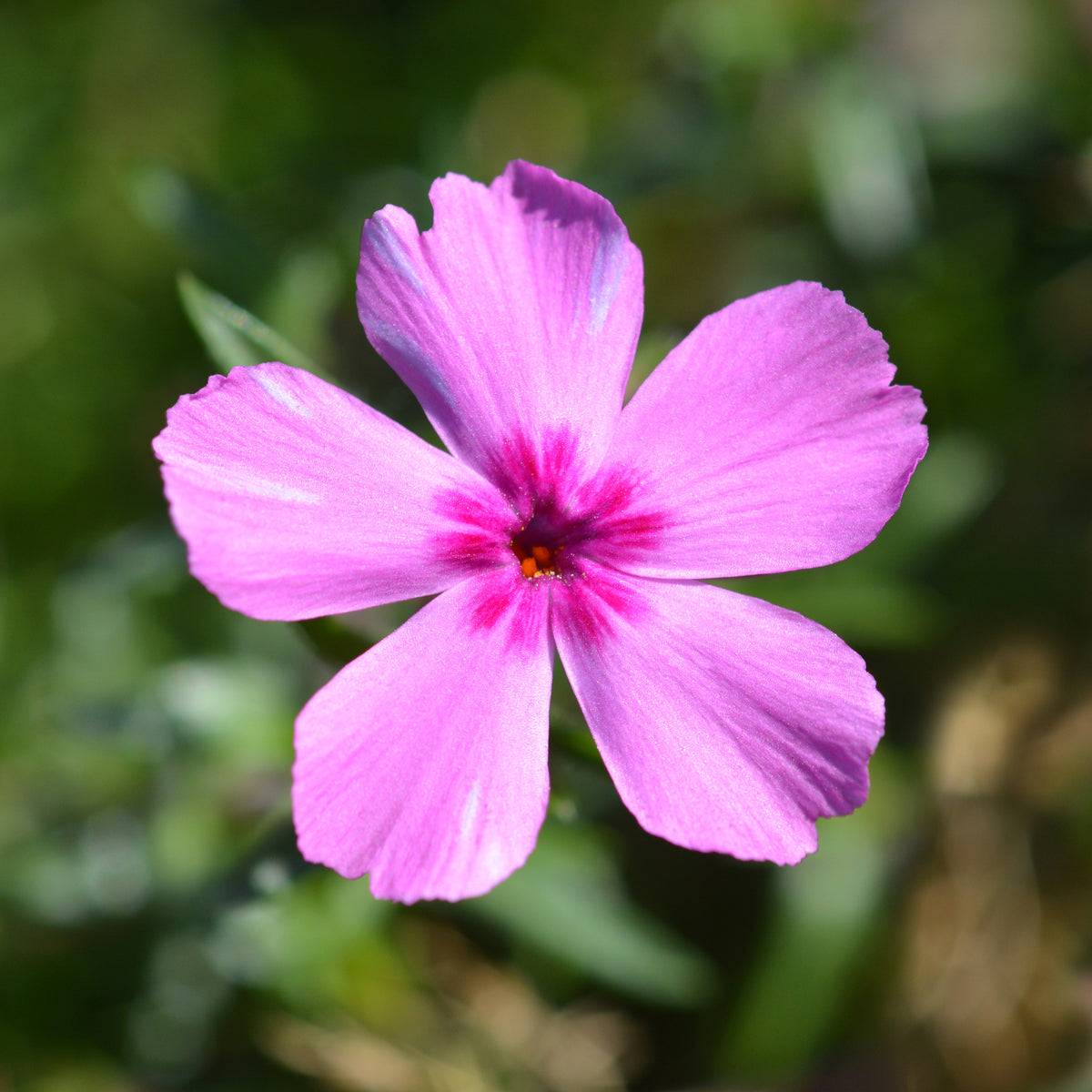 Vlambloem McDaniel's Cushion - Phlox subulata Mcdaniels Cushion - Bakker