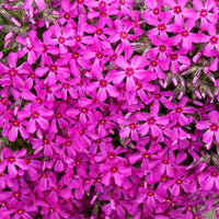 Vlambloem 'Scarlet Flame' - Bakker