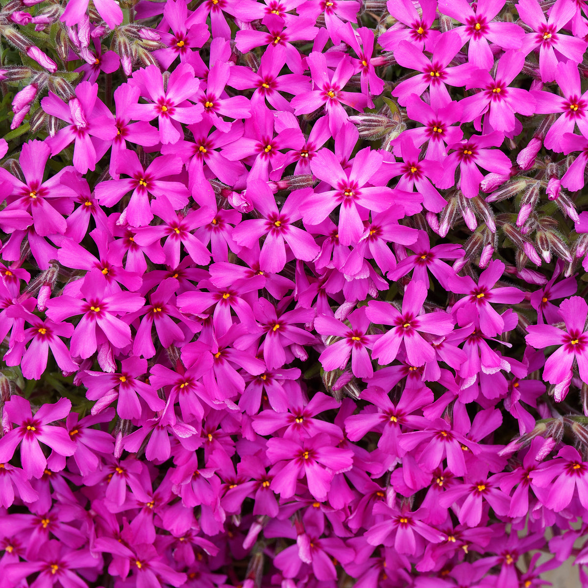 Vlambloem 'Scarlet Flame' - Bakker
