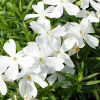 Vlambloem White Delight - Phlox subulata White Delight - Bakker