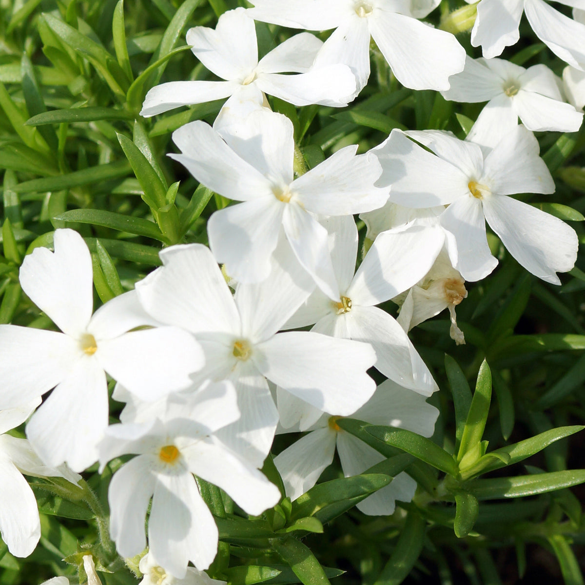 Vlambloem White Delight - Phlox subulata White Delight - Bakker