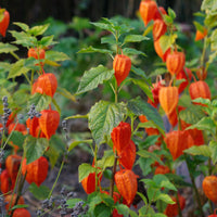 Goudbes 'Gigantea' - Physalis franchetii gigantea (alkekengi) - Bakker