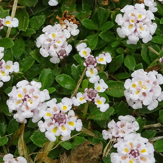 Kruipende verbena - Bakker