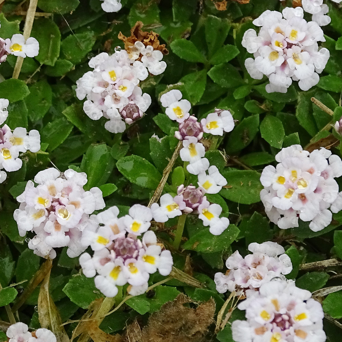 Kruipende verbena - Bakker