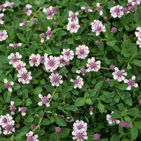 Kruipende verbena (x3) - Phyla nodiflora - Bakker