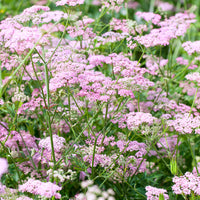 Bevernel - Pimpinella major rosea - Bakker