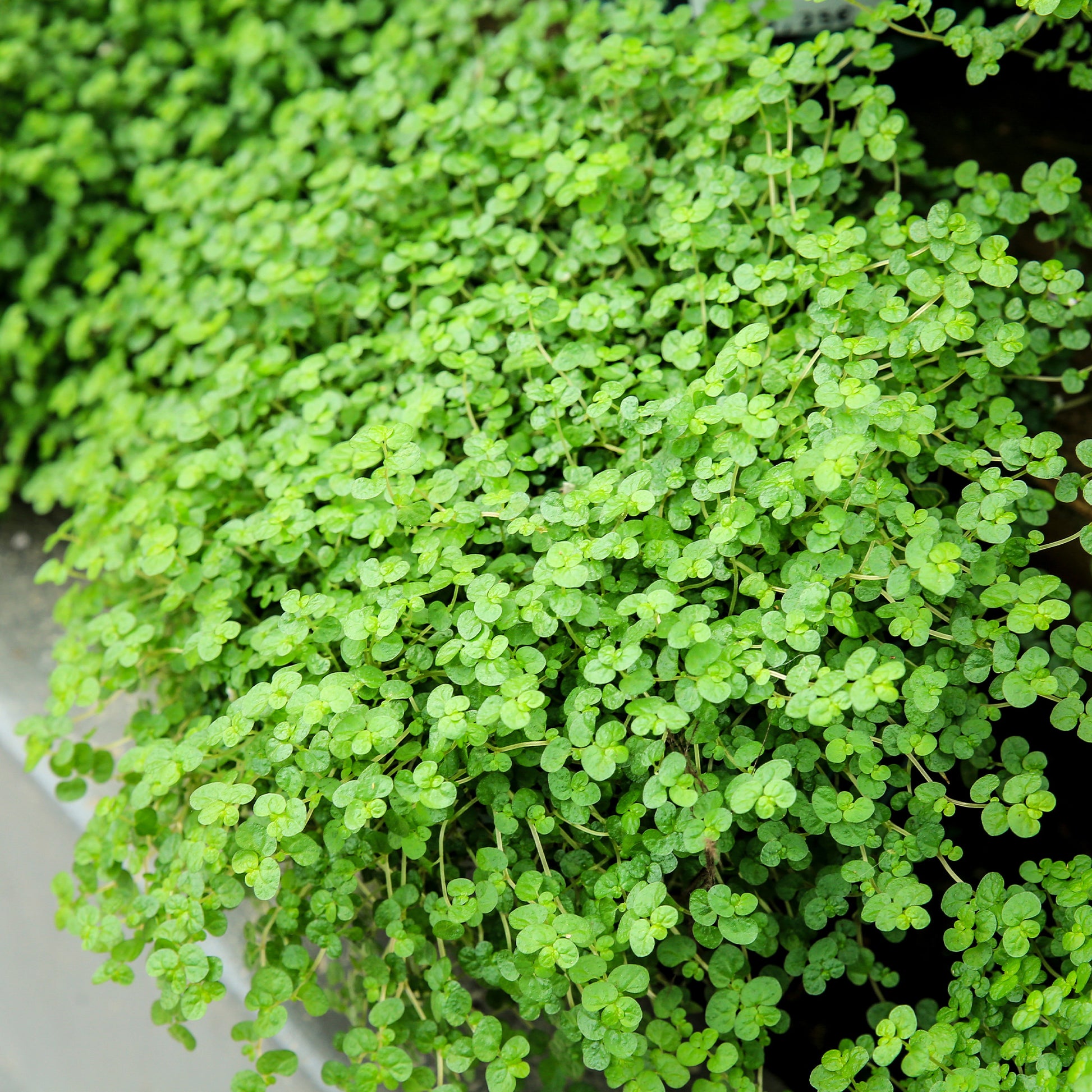 Soleirolia soleirolii / Slaapkamergeluk - Pratia angulata - Bakker
