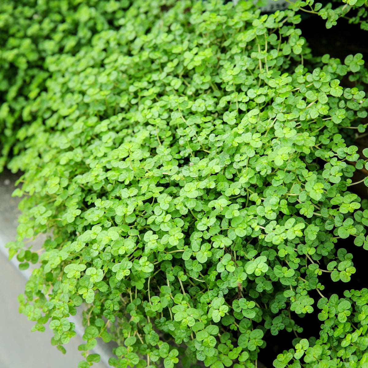 Soleirolia soleirolii / Slaapkamergeluk - Pratia angulata - Bakker