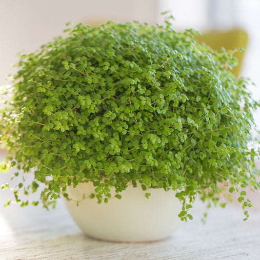 Soleirolia soleirolii / Slaapkamergeluk - Bakker