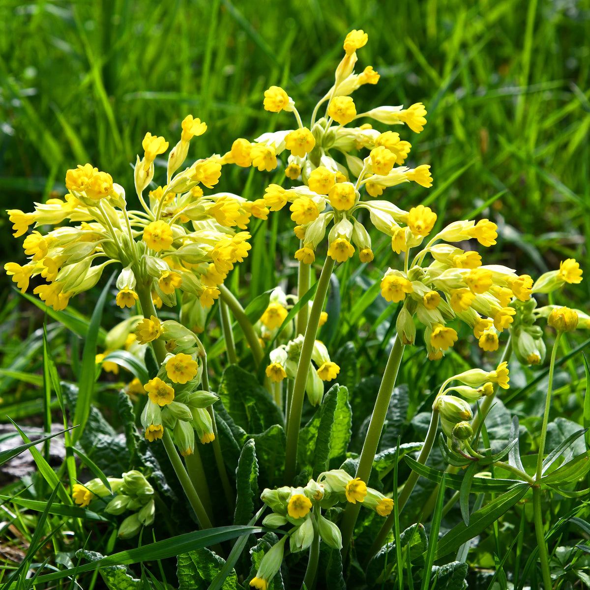 Verkoop Sleutelbloems Coucou - Primula veris