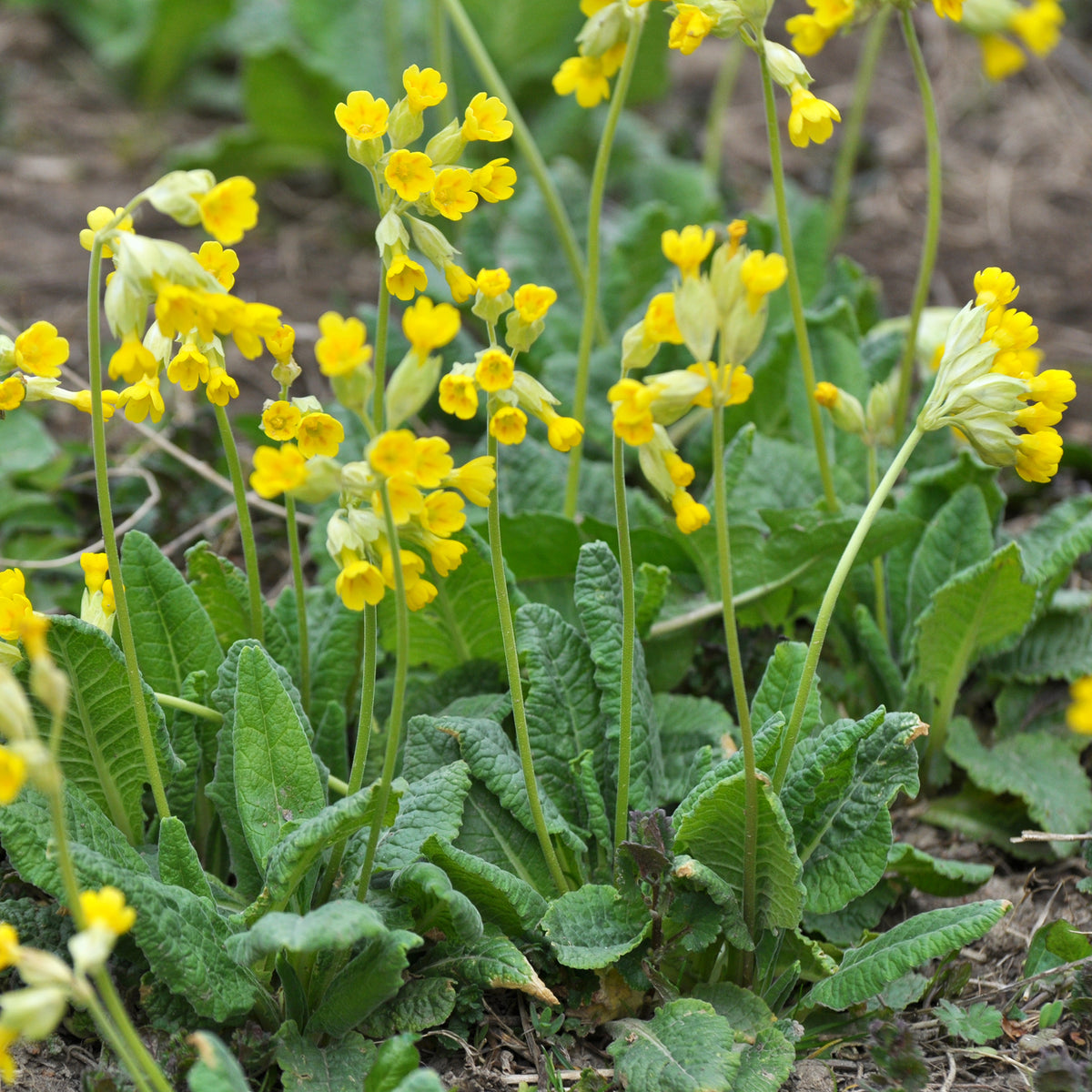 Sleutelbloems Coucou - Vaste planten - Bakker