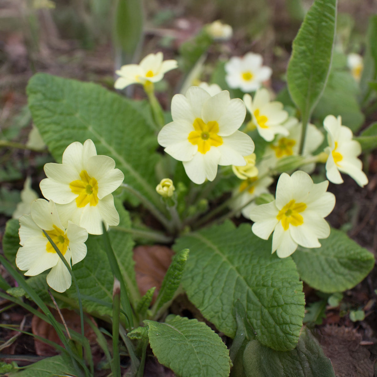 Primula vulgaris - Sleutelbloem - Vaste planten