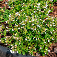 Longkruid Sissinghurst White - Bakker