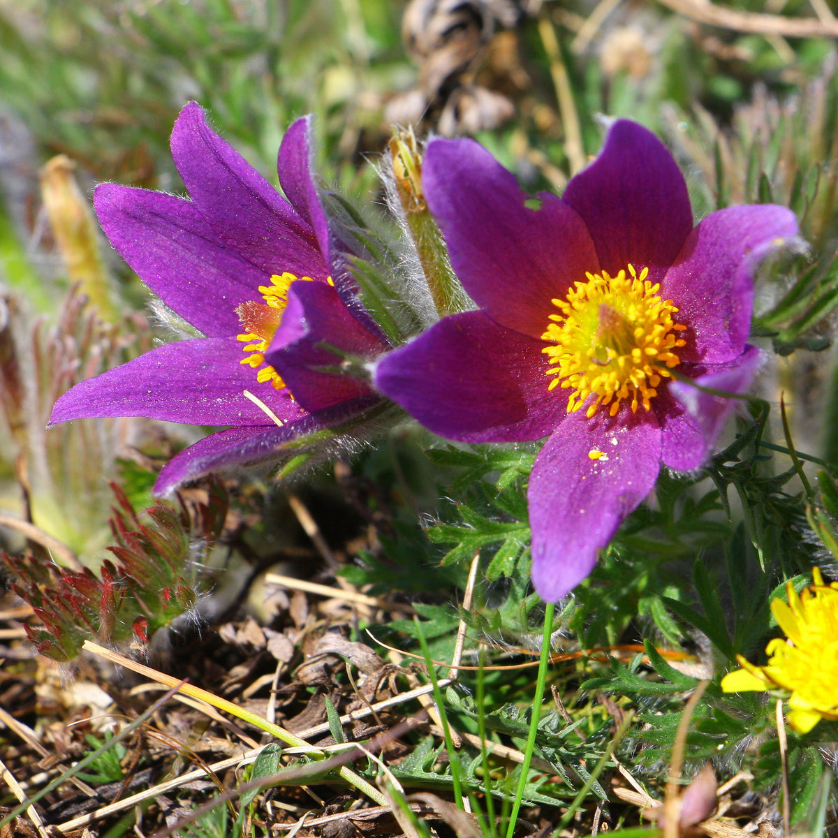Wildemanskruid - Pulsatilla vulgaris - Bakker