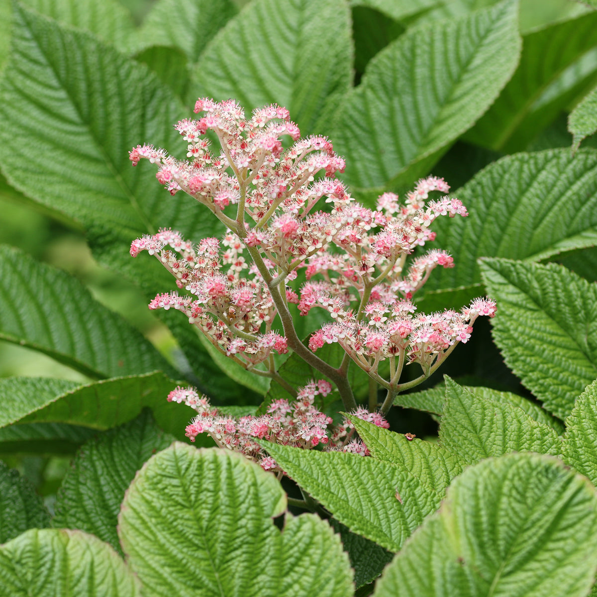 Kastanjebladige astilbe - Rodgersia aesculifolia - Bakker