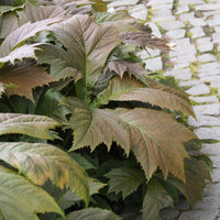 Rodgersia - Schoutblad - Schout-bij-nacht - Rodgersia podophylla
