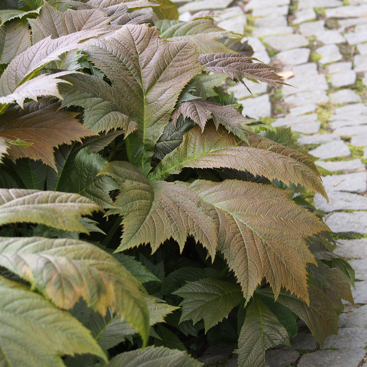 Rodgersia - Schoutblad - Schout-bij-nacht - Rodgersia podophylla