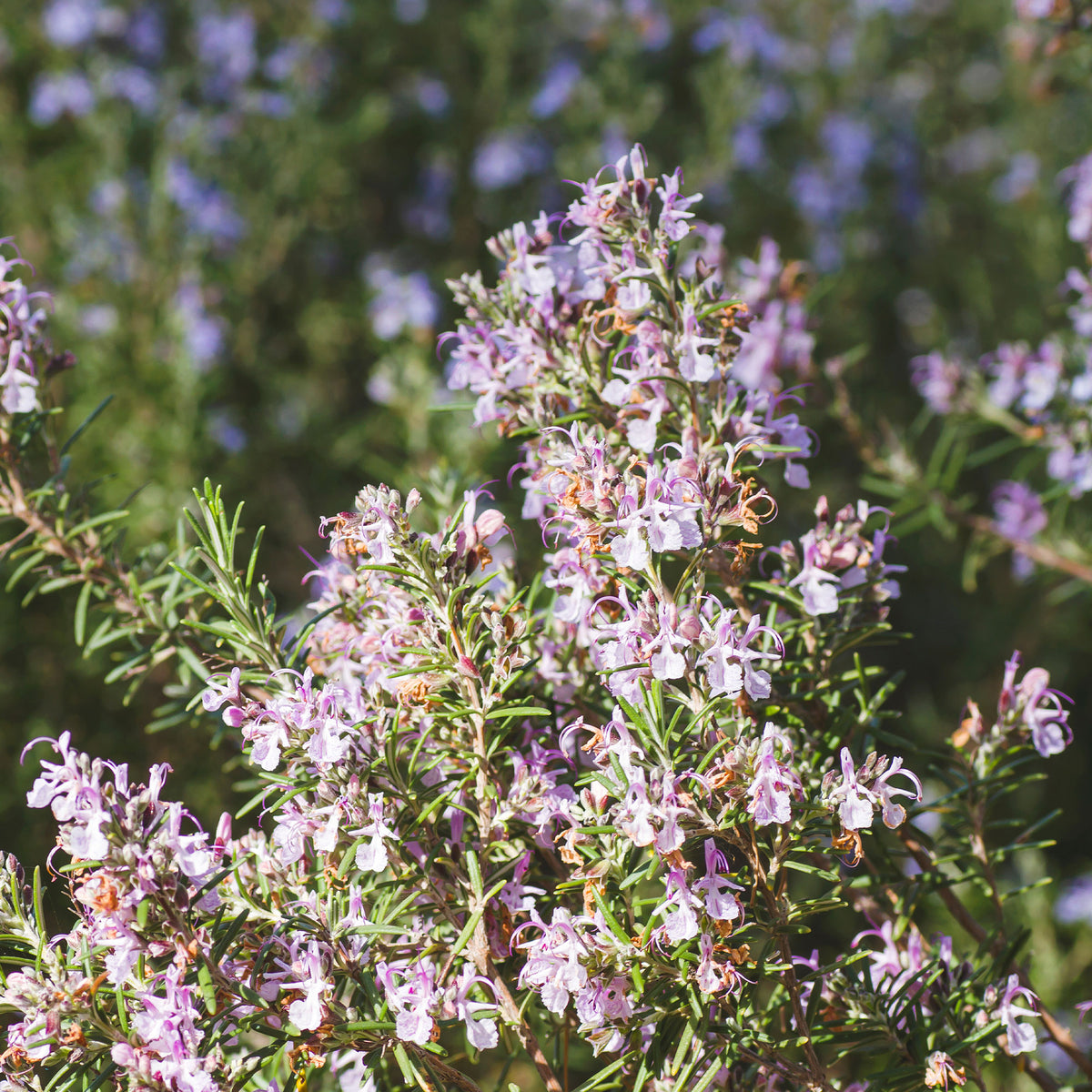 Rosmarinus officinalis majorca pink - Rozemarijn 'Majorca Pink' - Balkon- en terrasplanten