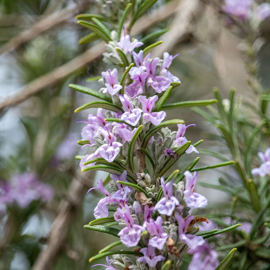 Rozemarijn 'Majorca Pink' - Bakker