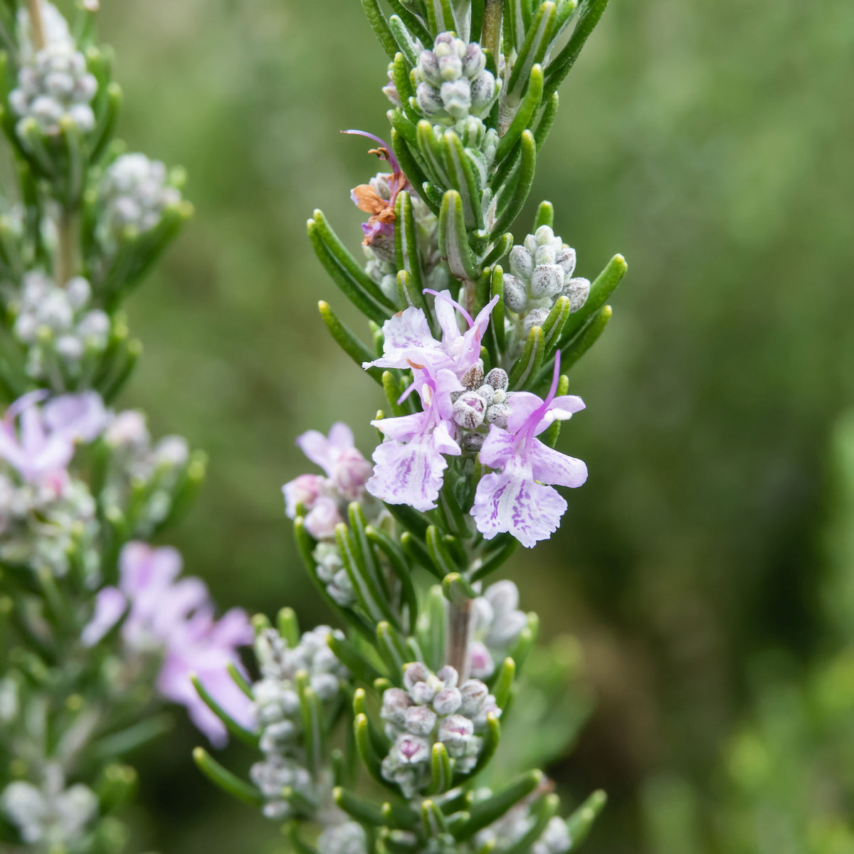 Rozemarijn 'Majorca Pink' - Rosmarinus officinalis majorca pink - Bakker