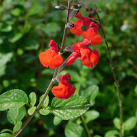 Salie 'Royal Bumble' - Bakker