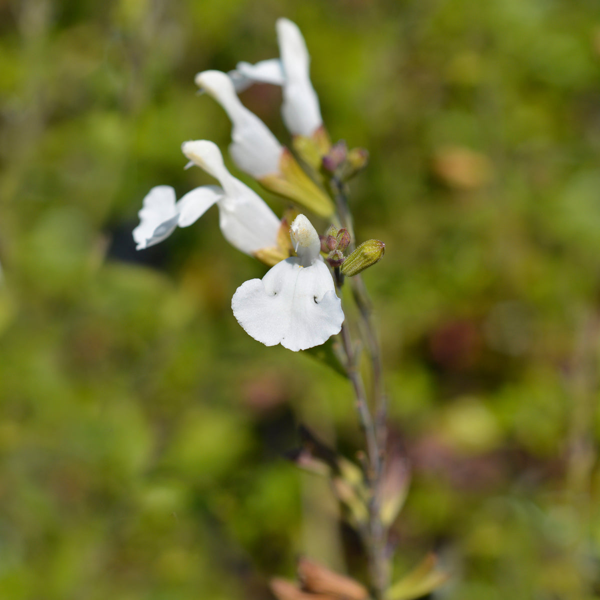 Siersalie Gletsjer - Salvia microphylla Gletsjer - Bakker