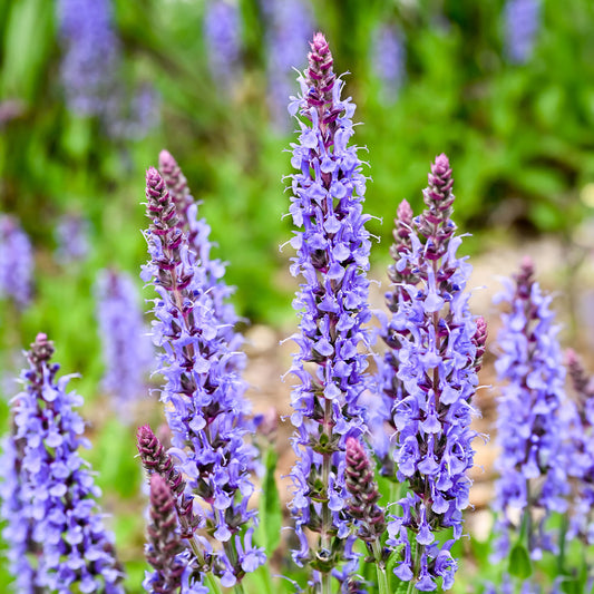 Siersalie Blauhügel - Bakker