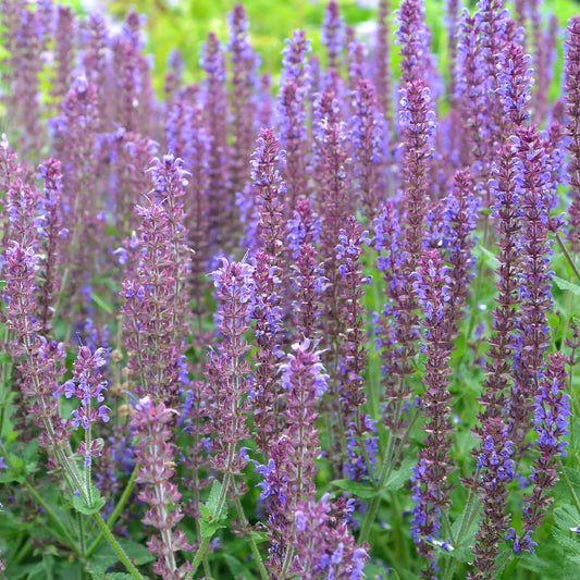 Siersalie Ostfriesland - Bakker