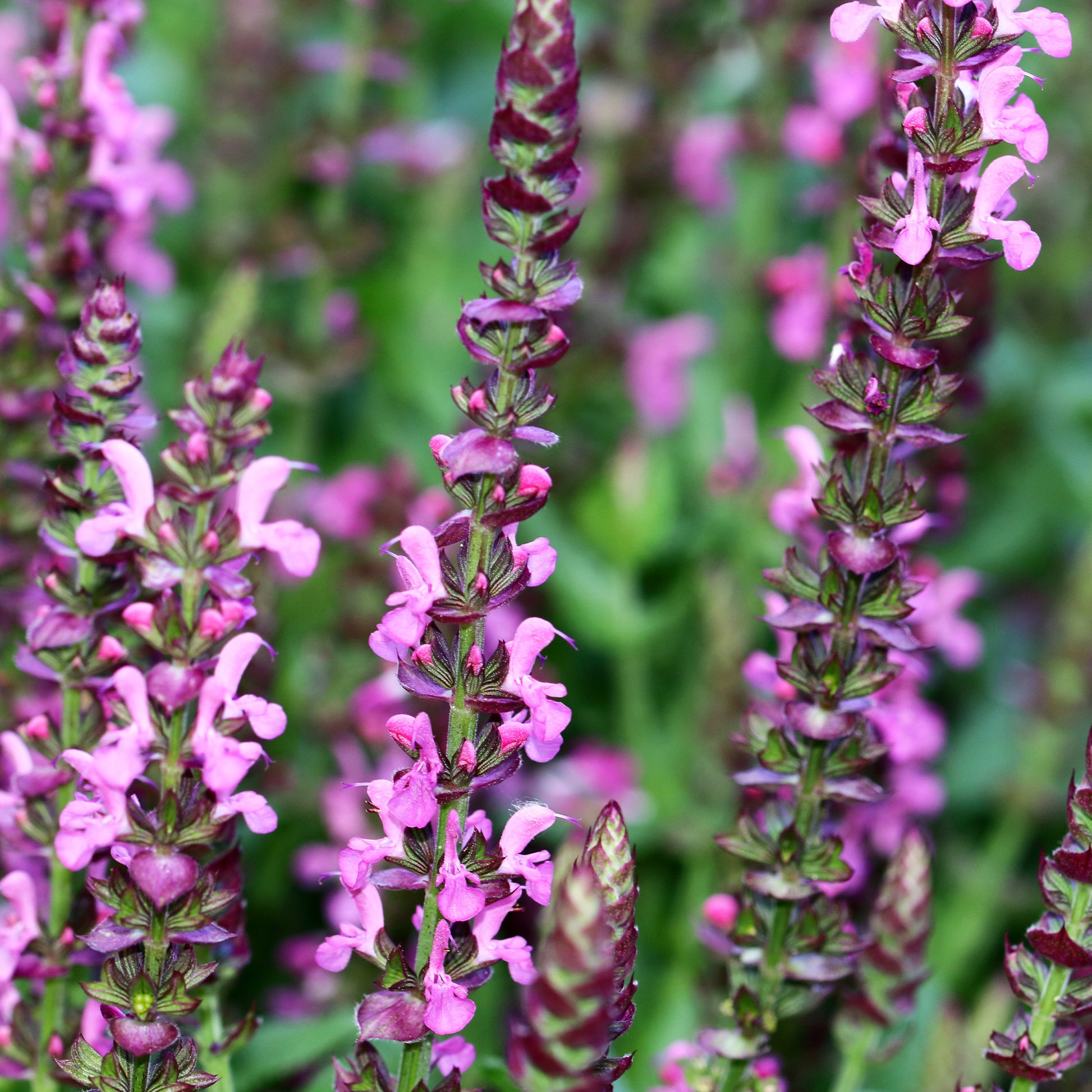 Bossalie 'Rose Queen' - Salvia nemorosa rose queen (rosakönigin) - Bakker