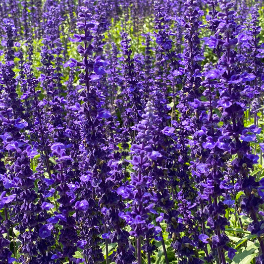 Siersalie Viola Klose - Bakker