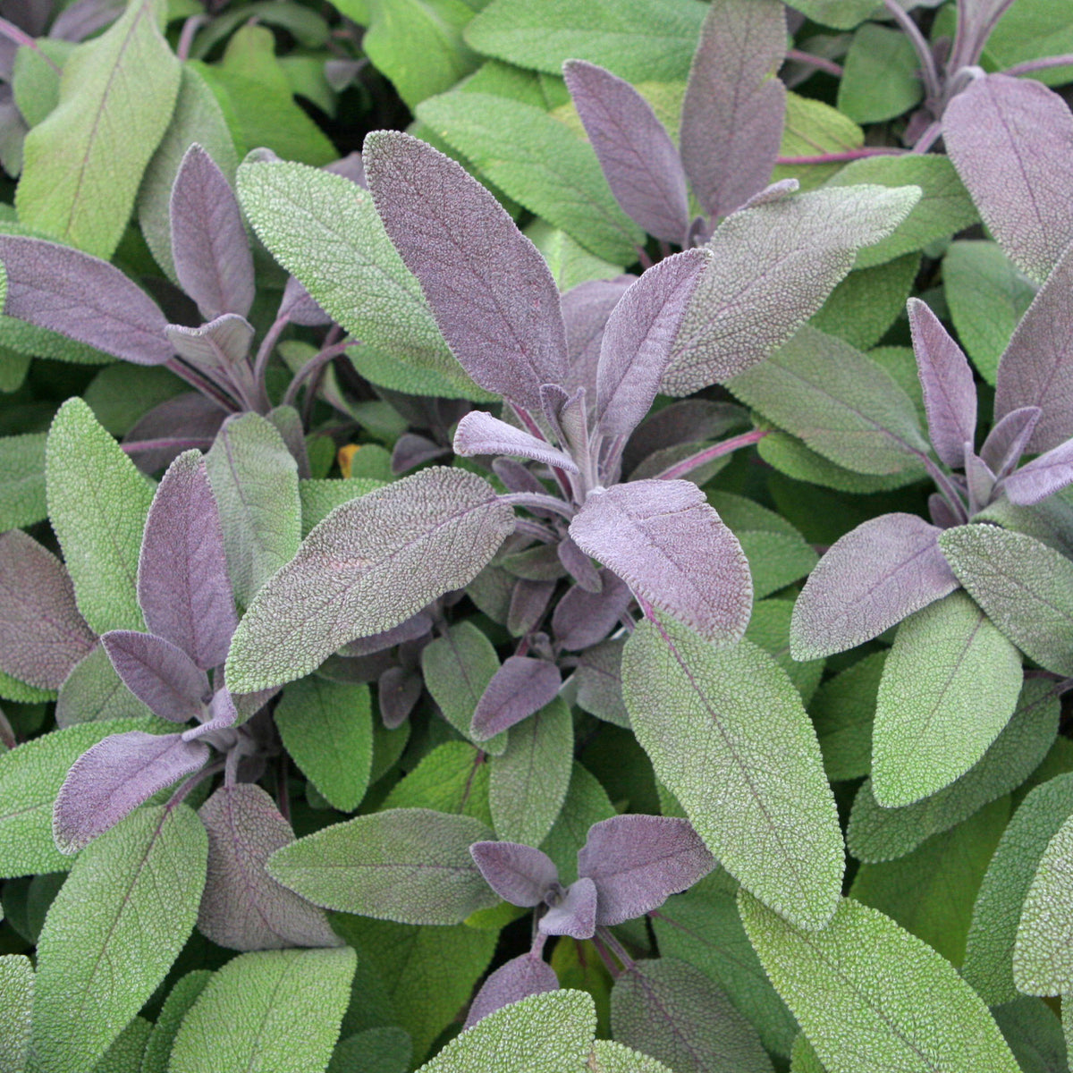 Echte salie 'Purpurascens' - Bakker