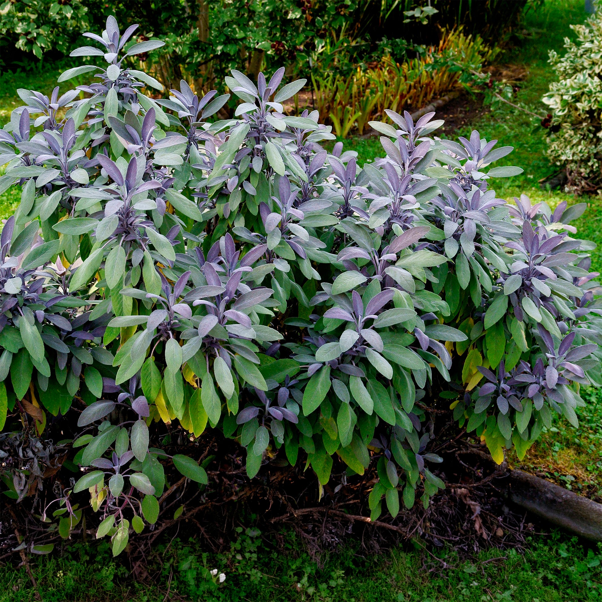 Echte salie 'Purpurascens' - Salvia officinalis purpurascens - Bakker