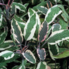 Echte salie - tricolor - Bakker