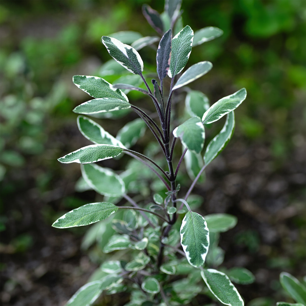 Echte salie - tricolor