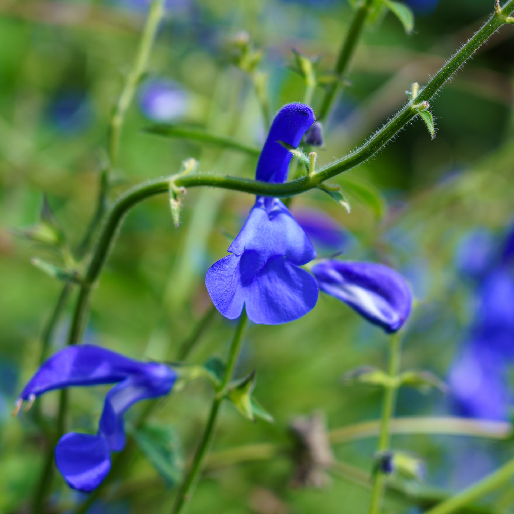 Blauwe salie - Salvia patens - Bakker