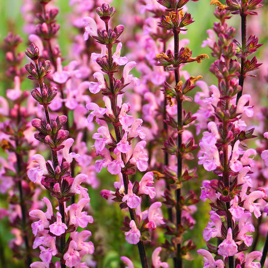 Siersalie Rose Rhapsody - Bakker